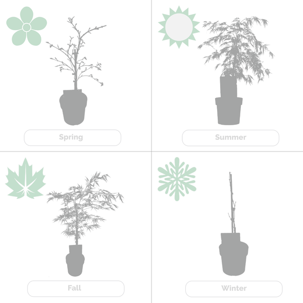 Bloomique - Acer Palmatum Dissectum - Japanischer Ahorn - Grünes Laub - Gartenpflanzen - Winterhart - 50-70 cm Hoch - Topf 19 cm