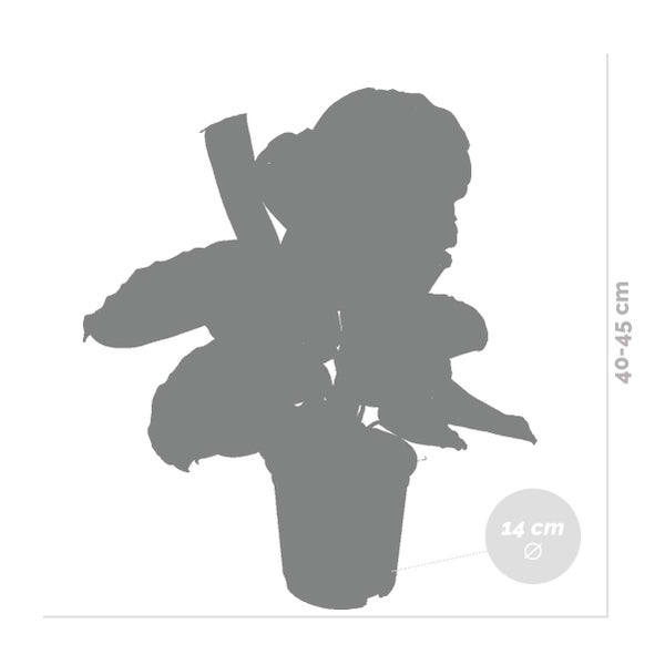 Calathea 'Medaillon' - Pfauenpflanze - Zimmerpflanze - Luftreinigend - ⌀14 cm - ↕40-45 cm