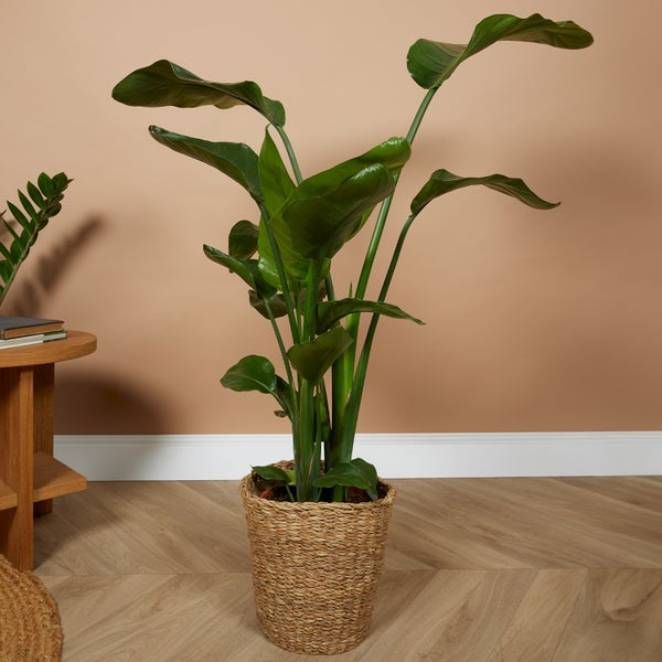 Bloomique - Strelitzia Nicolai - Strelitzie Pflanze - Paradiesvogel Pflanze - Paradiesvogelblume - Zimmerpflanzen Groß - Grünpflanzen Luftreinigend - Höhe 70-80 cm - Topf 21 cm