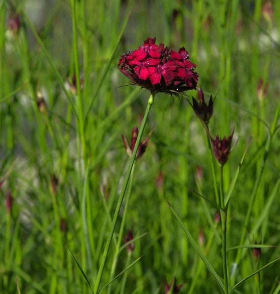 Nahaufnahme einer einzelnen roten Nelkenblüte im Garten.