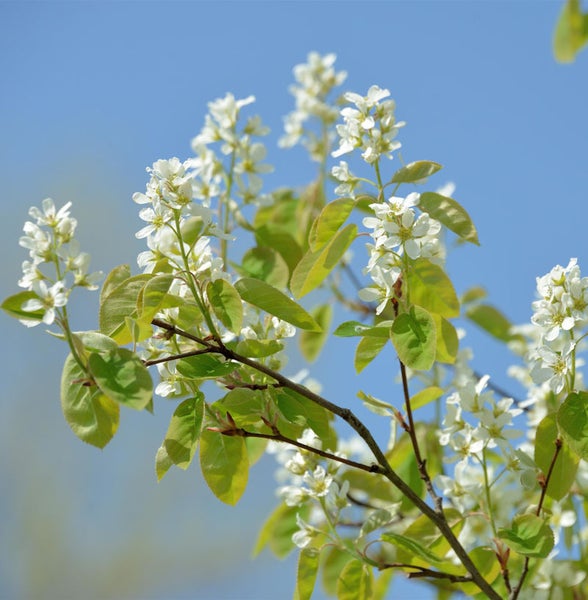 Blühender Felsenbirnen-Zweig mit weißen Blüten und grünen Blättern.