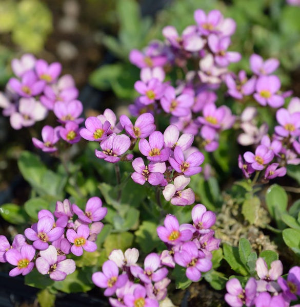 Blütenpolster mit lila Blüten