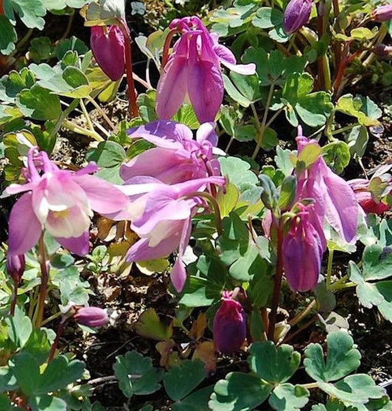 Nahaufnahme von Akelei-Blüten im Gartenbeet.