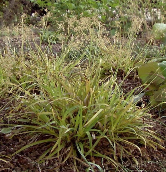 Detailansicht eines Rasenschmielenteppichs im Garten.