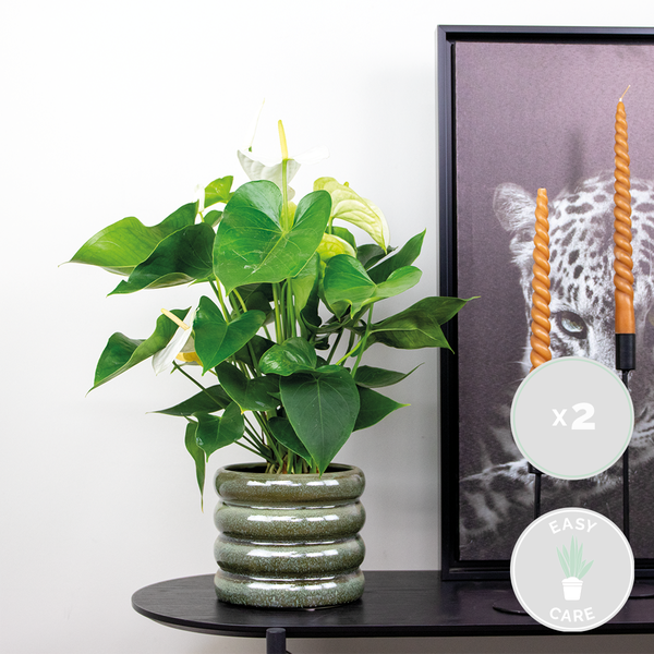 Bloomique - 2er Set - Anthurium Andreanum - Weiß - Flamingoblume - Blühende Zimmerpflanzen - Pflegeleicht - Höhe 40-50 cm - Topf 14 cm