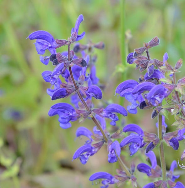 Blühender Wiesensalbei im Detail