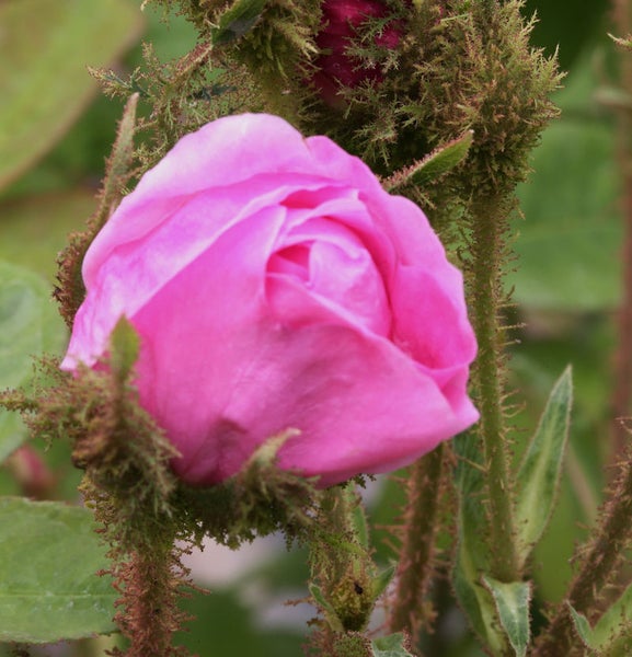 Nahaufnahme einer rosa Rosenknospe im Garten