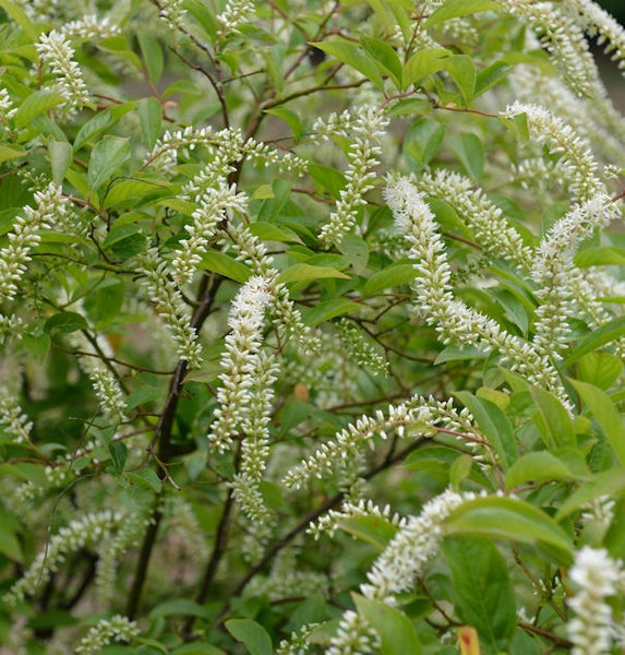 Detailansicht einer Itea-Pflanze mit Blättern und weißen Blüten