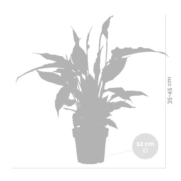Bloomique - 2er Set - Spathiphyllum Torelli - Friedenslilie - Einblatt Zimmerpflanze - Zimmerpflanzen - Luftreinigend - Höhe 30-40 cm - Topf 12 cm
