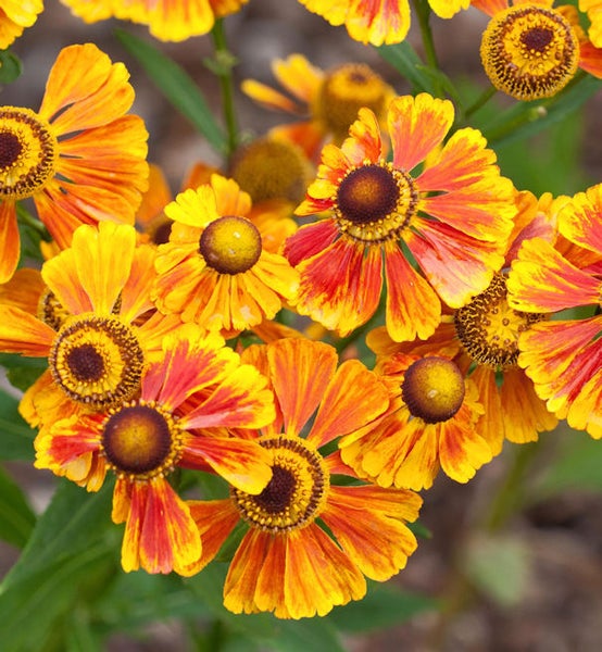 Nahaufnahme von orangefarbenen Sonnenbraut Blumen
