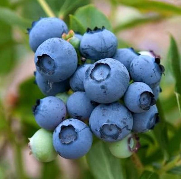 Nahaufnahme von Blaubeeren an einem Strauch