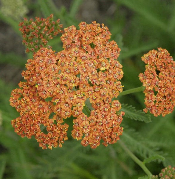 Schafgarbe mit orangefarbenen Blüten