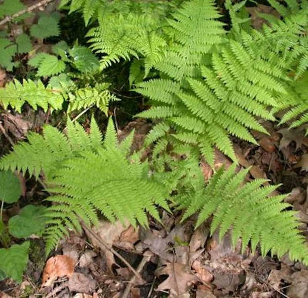 Nahaufnahme von Farnen auf dem Waldboden