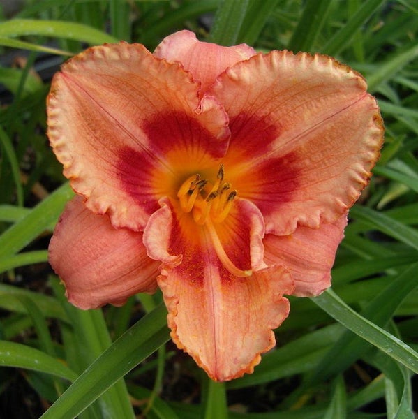 Nahaufnahme einer Taglilienblüte im Garten.