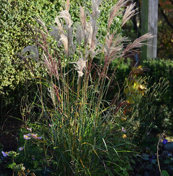 Chinaschilf im Gartenbeet