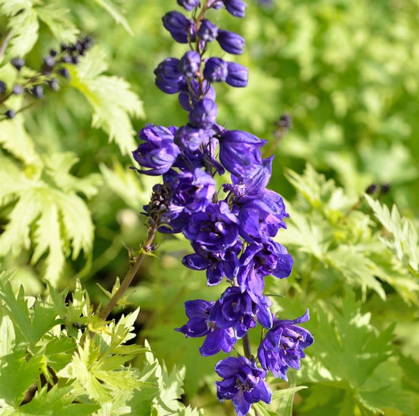 Rittersporn Pflanze mit violetten Blüten
