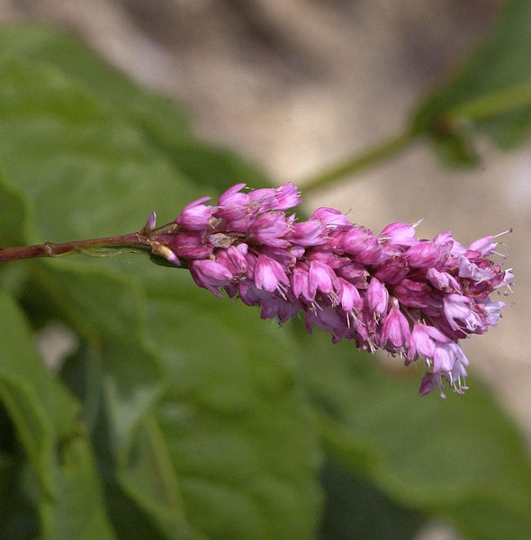 Knöterichblüte im Detail