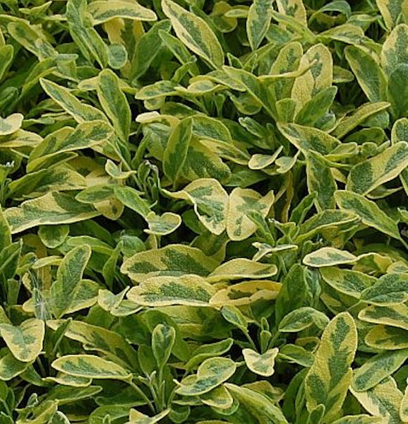 Nahaufnahme von Gold-Salbei-Pflanzen mit grünen und gelben Blättern