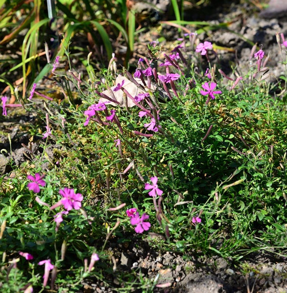 Nelkenröschen im Gartenbeet