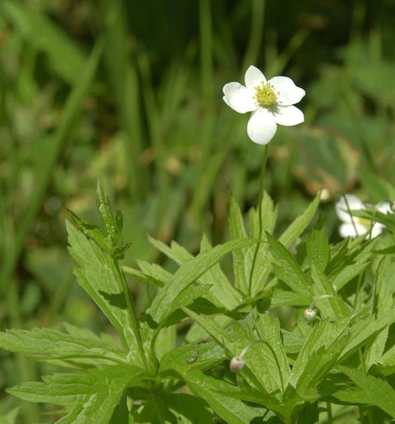 Wald-Hahnenfuß im Garten