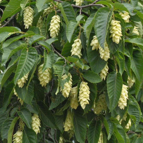 Zweig einer Hopfenbuche mit Blättern und Blütenständen