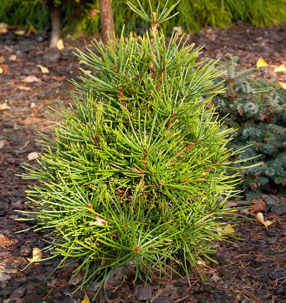 Kiefern Bonsai im Gartenbeet
