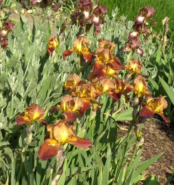 Nahaufnahme von braunen und gelben Schwertlilien im Gartenbeet.