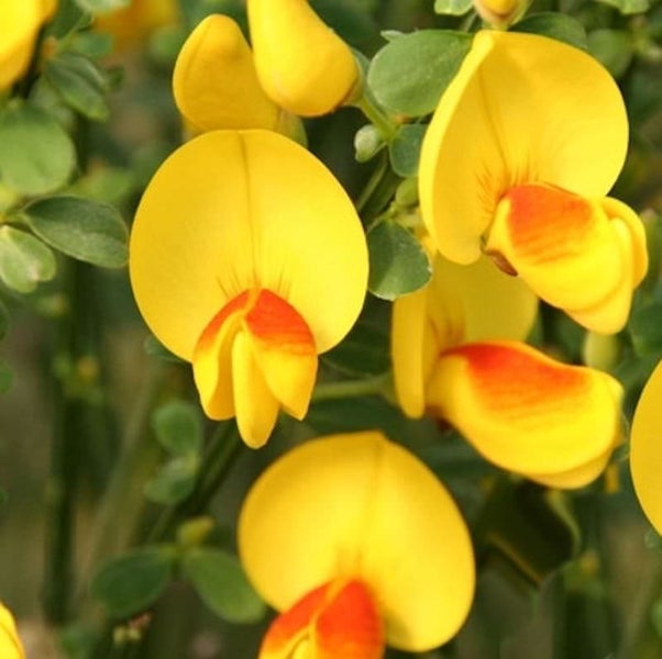 Gelbe Blüte mit orangefarbener Zeichnung und grünen Blättern.