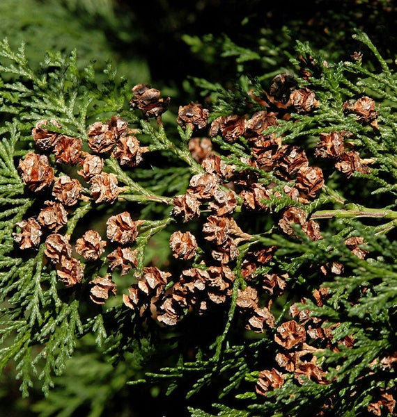 Detailaufnahme eines Lebensbaums mit Zapfen