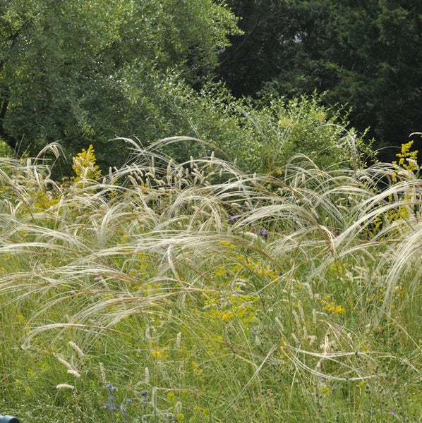 Federgras im Gartenbeet
