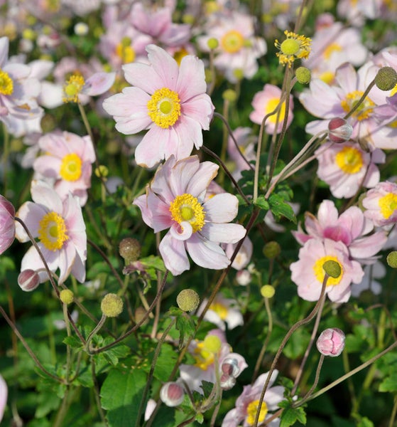 Feld mit rosa Herbst-Anemonenblüten