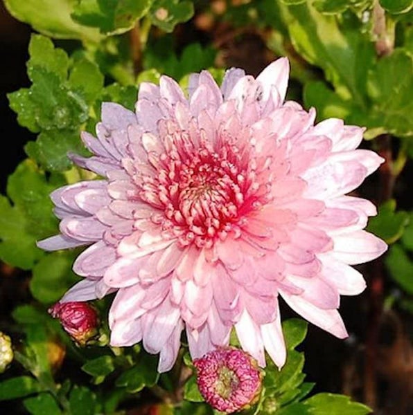 Nahaufnahme einer rosa Chrysanthemenblüte