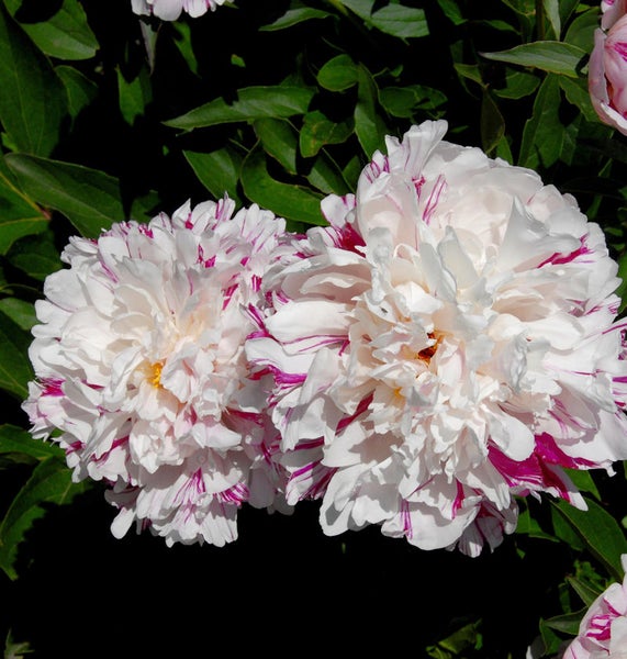 Nahaufnahme von zwei gefüllten Pfingstrosenblüten