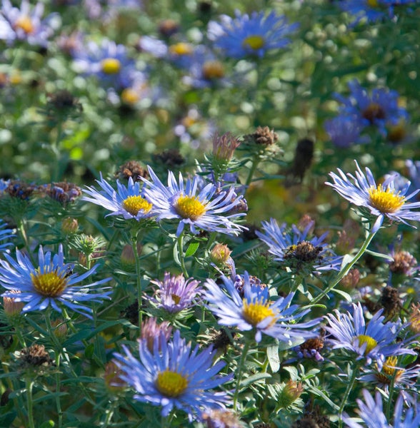 Feld mit lila Asterblüten