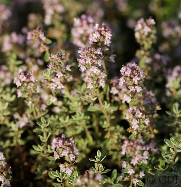 Nahaufnahme von Quendel mit kleinen Blüten