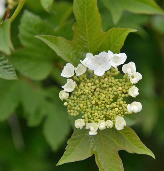 Blütenstand des Schneeballs mit grünen Blättern