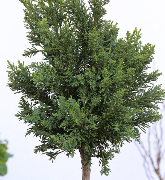 Zypresse als Formgehölz im Topf