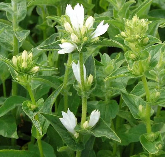 Nahaufnahme einer blühenden Acker-Zahntroste Pflanze.
