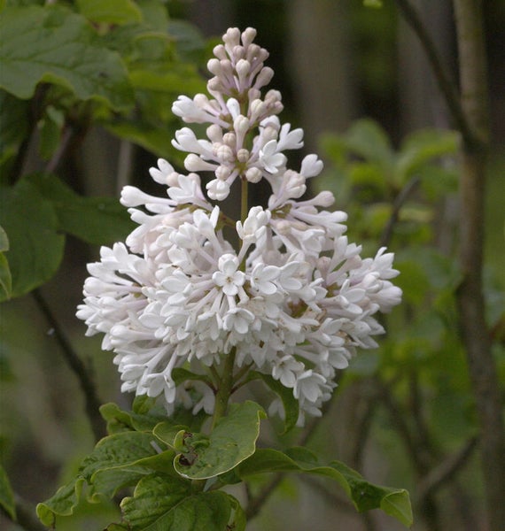 Nahaufnahme einer weißen Fliederblüte
