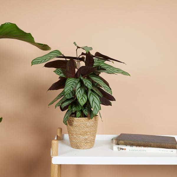 Zimmerpflanze mit gestreiften Blättern im geflochtenen Topf auf einem Regal