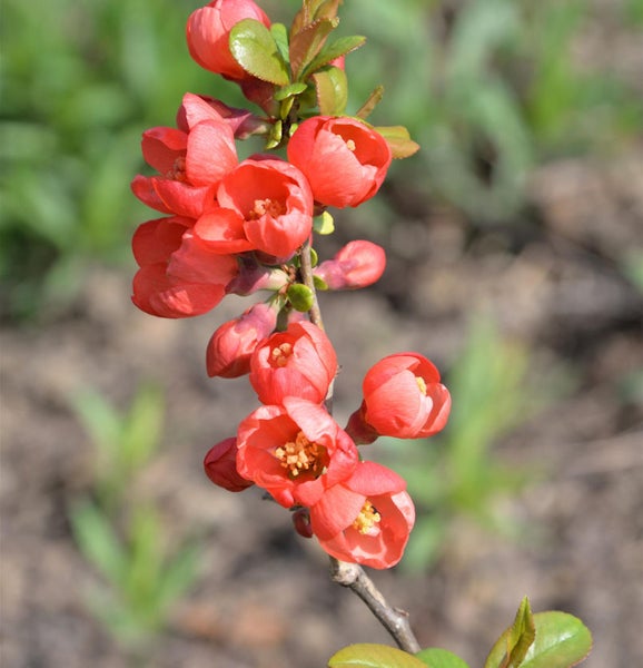Blühender Zierquittenzweig im Detail