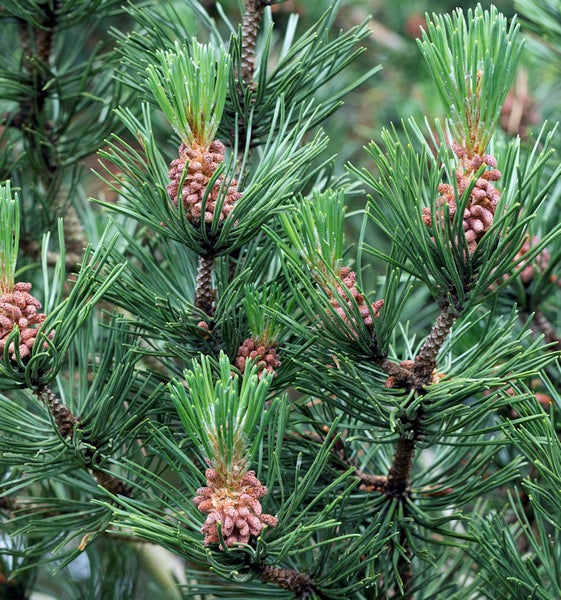 Nahaufnahme der Äste einer Kiefer mit jungen Zapfen