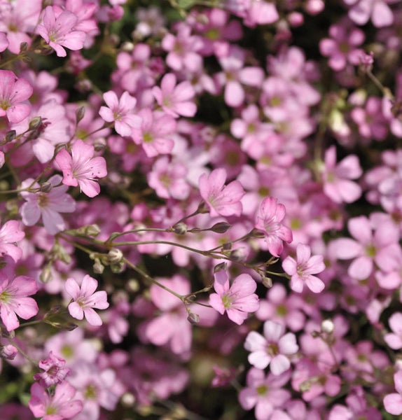 Rosen-Schleierkraut mit kleinen Blüten