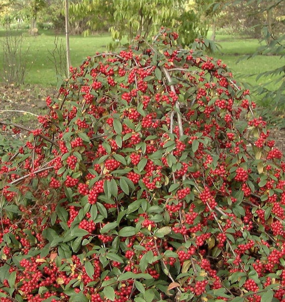 Dekorativer Zierstrauch mit roten Beeren und grünen Blättern.