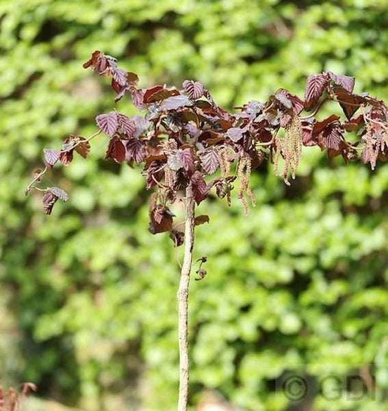 Blut-Hasel Strauch mit roten Blättern und Blütenständen
