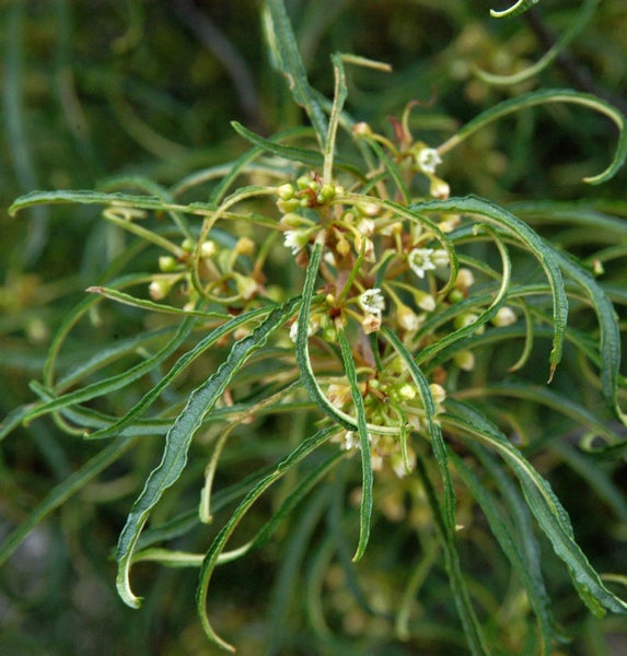Pflanze mit gewellten Blättern und kleinen Blüten