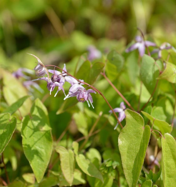 Elfenblume mit grünen Blättern