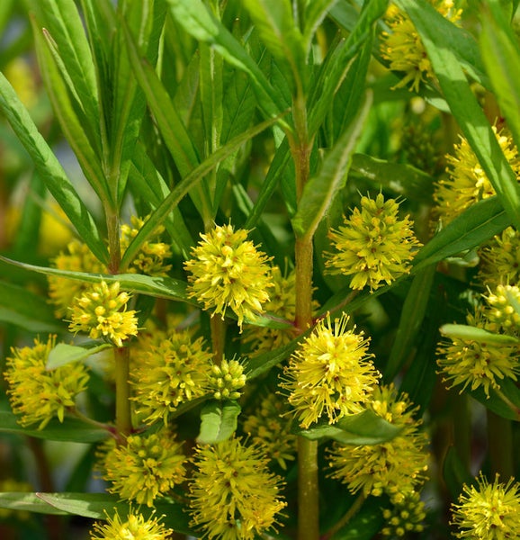 Nahaufnahme einer Gelben Strauchveronika Pflanze mit Blättern