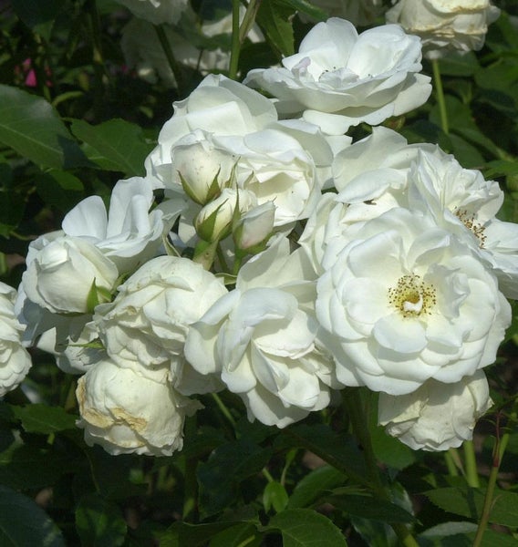 Nahaufnahme von weißen Rosenblüten mit grünen Blättern