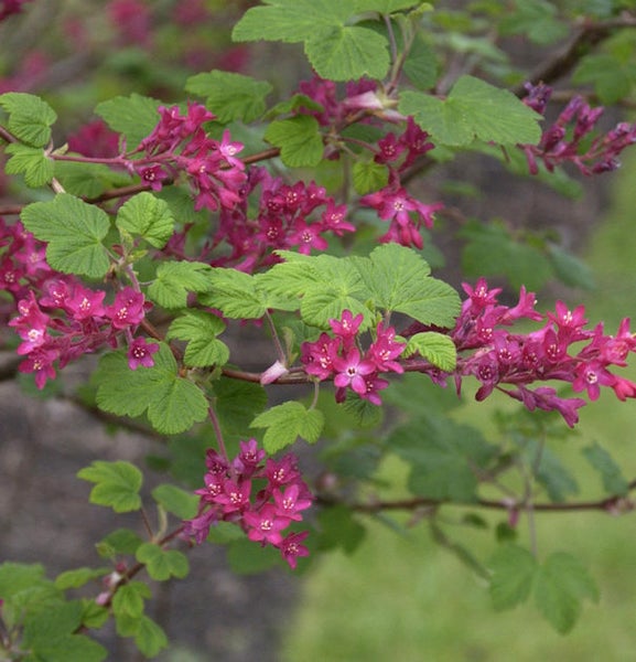 Blühender Zierstrauch mit roten Blüten und grünen Blättern